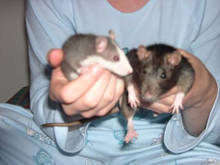mes rat