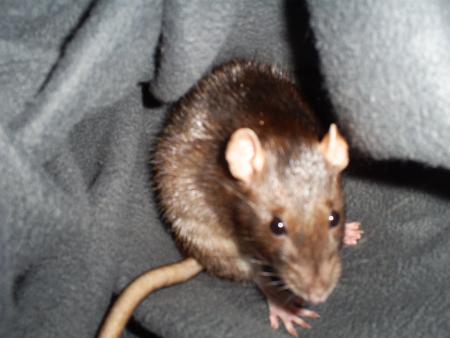 mon bb